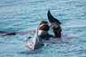 Dolphin Therapy in Eilat -  Israel