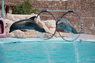 Dolphins in Sharm el Sheikh -  Sinai