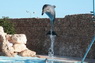 Dolphins in Sharm el Sheikh -  Sinai