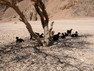Die Canyons von Sinai