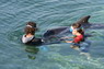 Dolphin Therapy in Eilat -  Israel