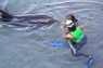 Dolphin Therapy in Eilat -  Israel