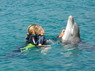 Dolphin Therapy in Eilat -  Israel