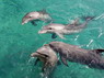 Dolphin Therapy in Eilat -  Israel