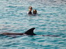 Dolphin Therapy in Eilat -  Israel
