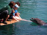 Dolphin Therapy in Eilat -  Israel