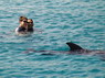 Dolphin Therapy in Eilat -  Israel