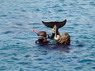 Dolphin Therapy in Eilat -  Israel