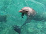 Dolphin Therapy in Eilat -  Israel