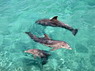 Dolphin Therapy in Eilat -  Israel