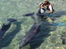 Dolphin Therapy in Eilat -  Israel