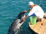 Dolphin Therapy in Eilat -  Israel