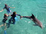 Dolphin Therapy in Eilat -  Israel