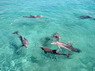 Dolphin Therapy in Eilat -  Israel