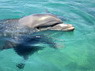 Dolphin Therapy in Eilat -  Israel