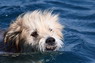 Dolphin Therapy in Eilat -  Israel