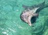 Dolphin Therapy in Eilat -  Israel