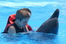 Dolphins in Sharm el Sheikh -  Sinai