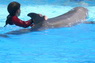 Dolphins in Sharm el Sheikh -  Sinai