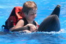 Dolphins in Sharm el Sheikh -  Sinai