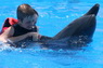Dolphins in Sharm el Sheikh -  Sinai