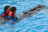 Dolphins in Sharm el Sheikh -  Sinai