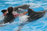 Dolphins in Sharm el Sheikh -  Sinai