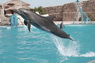 Dolphins in Sharm el Sheikh -  Sinai