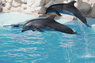 Dolphins in Sharm el Sheikh -  Sinai