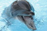 Dolphins in Sharm el Sheikh -  Sinai