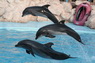 Dolphins in Sharm el Sheikh -  Sinai