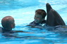 Dolphins in Sharm el Sheikh -  Sinai