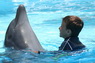 Dolphins in Sharm el Sheikh -  Sinai
