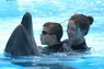 Dolphins in Sharm el Sheikh -  Sinai