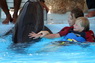 Dolphins in Sharm el Sheikh -  Sinai