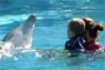 Delfine in Sharm el Sheikh -  Sinai
