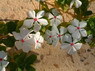 Kamel Reiten Nuweiba