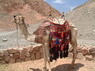 Kamel Reiten Nuweiba