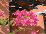 Kamel Reiten Nuweiba