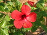 Kamel Reiten Nuweiba