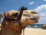 Kamel Reiten Nuweiba