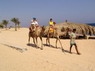 Kamel Reiten Nuweiba