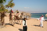 Kamel Reiten Nuweiba