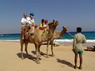 Kamel Reiten Nuweiba