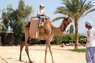Kamel Reiten Nuweiba