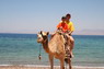 Kamel Reiten Nuweiba