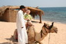 Kamel Reiten Nuweiba