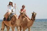 Kamel Reiten Nuweiba