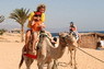 Kamel Reiten Nuweiba