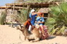 Kamel Reiten Nuweiba